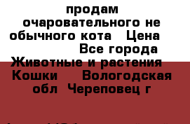 продам очаровательного не обычного кота › Цена ­ 7 000 000 - Все города Животные и растения » Кошки   . Вологодская обл.,Череповец г.